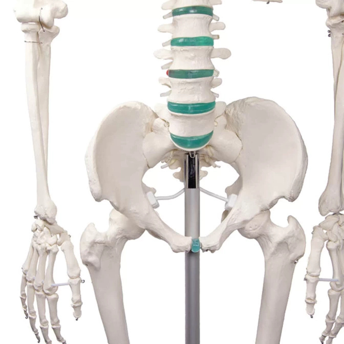 Lidská anatomická kostra - model "Oscar" Erler Zimmer 178 cm