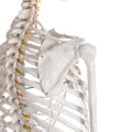 Lidská anatomická kostra - model "Oscar" Erler Zimmer 178 cm