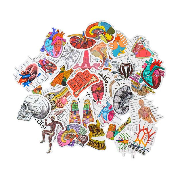 Anatomické nálepky, sada 50 ks.