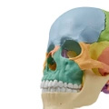Osteopatická lebka Erler Zimmer - vzdělávací verze, 22 dílů