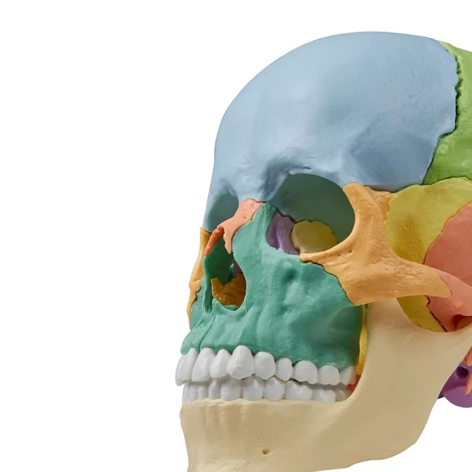 Osteopatická lebka Erler Zimmer - vzdělávací verze, 22 dílů