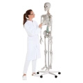 Lidská anatomická kostra - model "Oscar" Erler Zimmer 178 cm