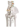 Lidská anatomická kostra - model "Oscar" Erler Zimmer 178 cm