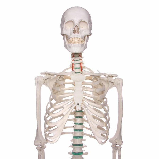 Lidská anatomická kostra - model "Oscar" Erler Zimmer 178 cm