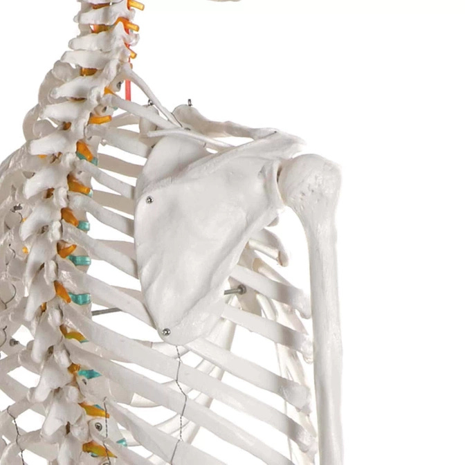 Lidská anatomická kostra - model "Oscar" Erler Zimmer 178 cm