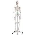 Lidská anatomická kostra - model "Oscar" Erler Zimmer 178 cm