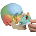 Osteopatická lebka Erler Zimmer - vzdělávací verze, 22 dílů