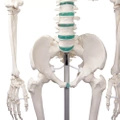 Lidská anatomická kostra - model "Oscar" Erler Zimmer 178 cm