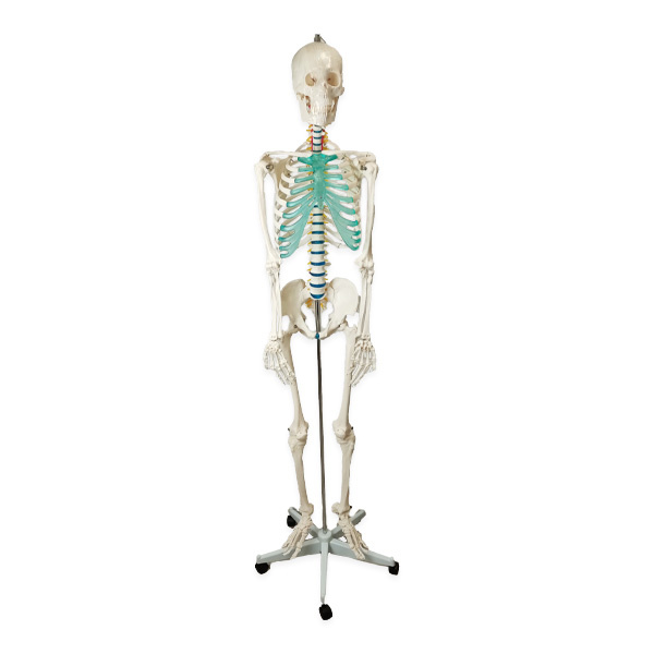 Lidská anatomická kostra | Model lidské kostry pro výuku anatomie, 180 cm