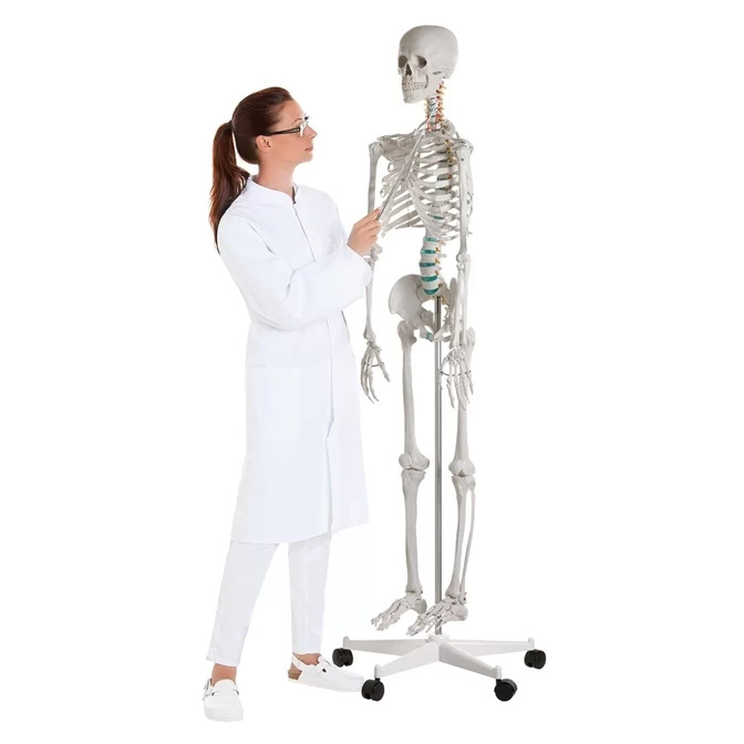 Lidská anatomická kostra - model "Oscar" Erler Zimmer 178 cm