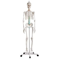 Lidská anatomická kostra - model "Oscar" Erler Zimmer 178 cm