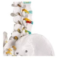 Lidská anatomická kostra - model "Oscar" Erler Zimmer 178 cm