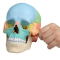 Osteopatická lebka Erler Zimmer - vzdělávací verze, 22 dílů