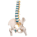 Anatomický model lidské páteře s pánví 88 cm