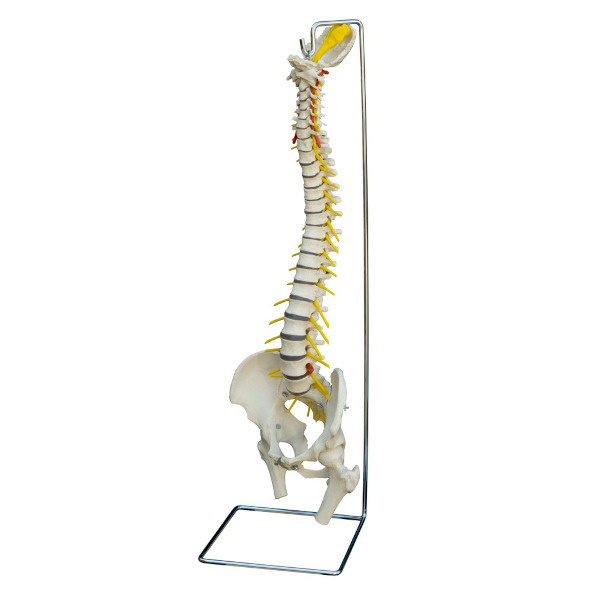 Model lidské páteře s kýlou meziobratlového disku 80 cm