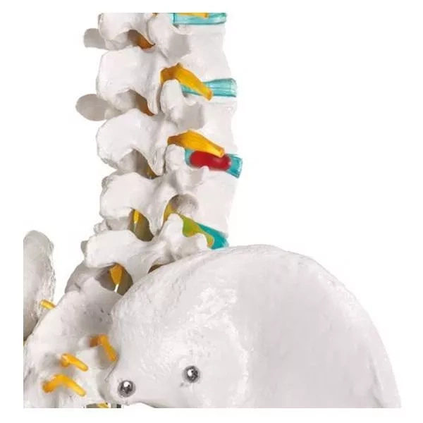 Lidská anatomická kostra - model "Oscar" Erler Zimmer 178 cm