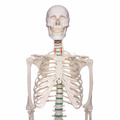 Lidská anatomická kostra - model "Oscar" Erler Zimmer 178 cm
