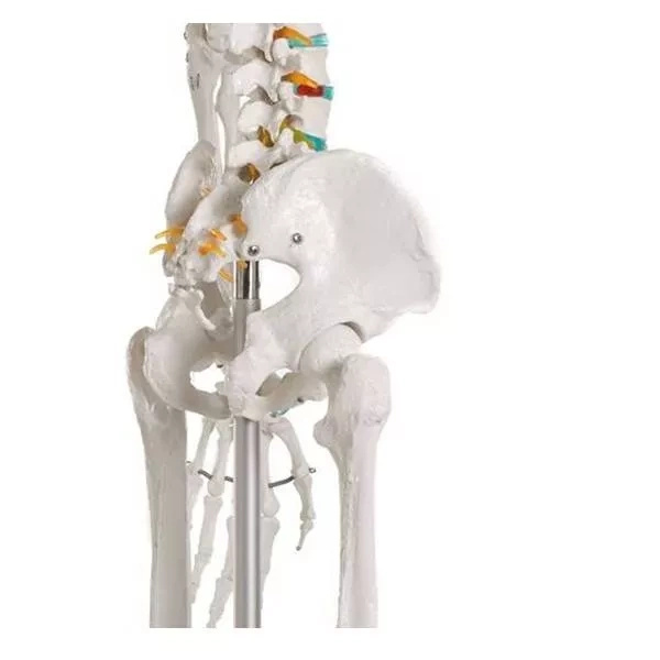 Lidská anatomická kostra - model "Oscar" Erler Zimmer 178 cm