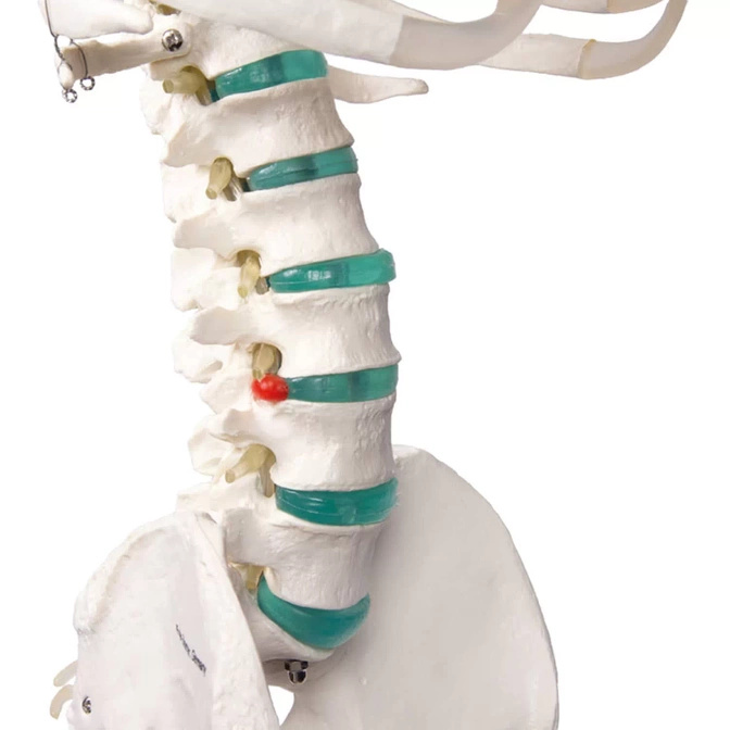 Lidská anatomická kostra - model "Oscar" Erler Zimmer 178 cm